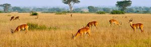 8 Days Tanzania Safari