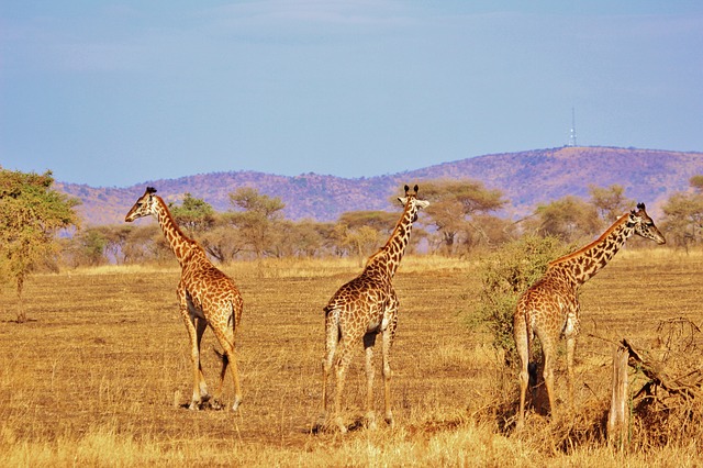 The Serengeti Eco System