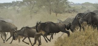 The Great Serengeti Wildebeest Migration