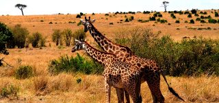 3 Days Serengeti Safaris & Ngorongoro