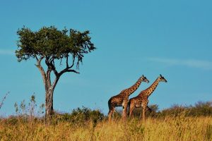 Strange Facts about Serengeti National Park
