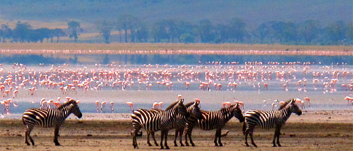 Lake Manyara National Park Safari