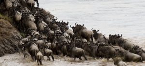Everything To Know About Grumeti River And Great Wildebeest Migration