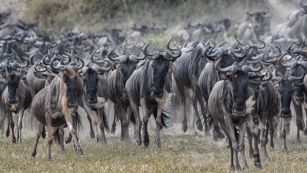 3 Days Serengeti Wildebeest Migration Safari