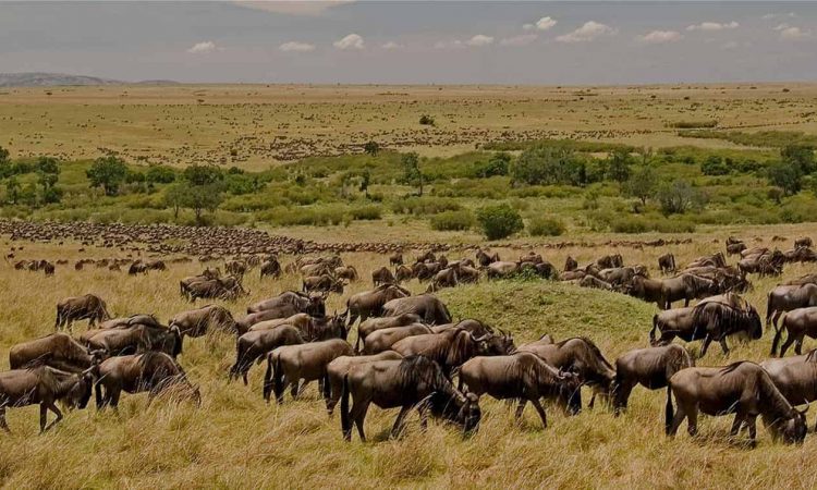 How do you see wildebeest migration