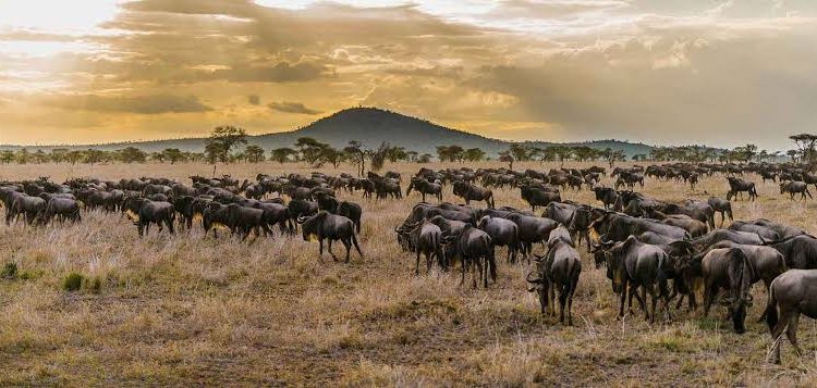 How big is Serengeti ?