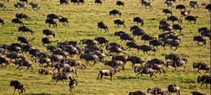 Where is the wildebeest migration now
