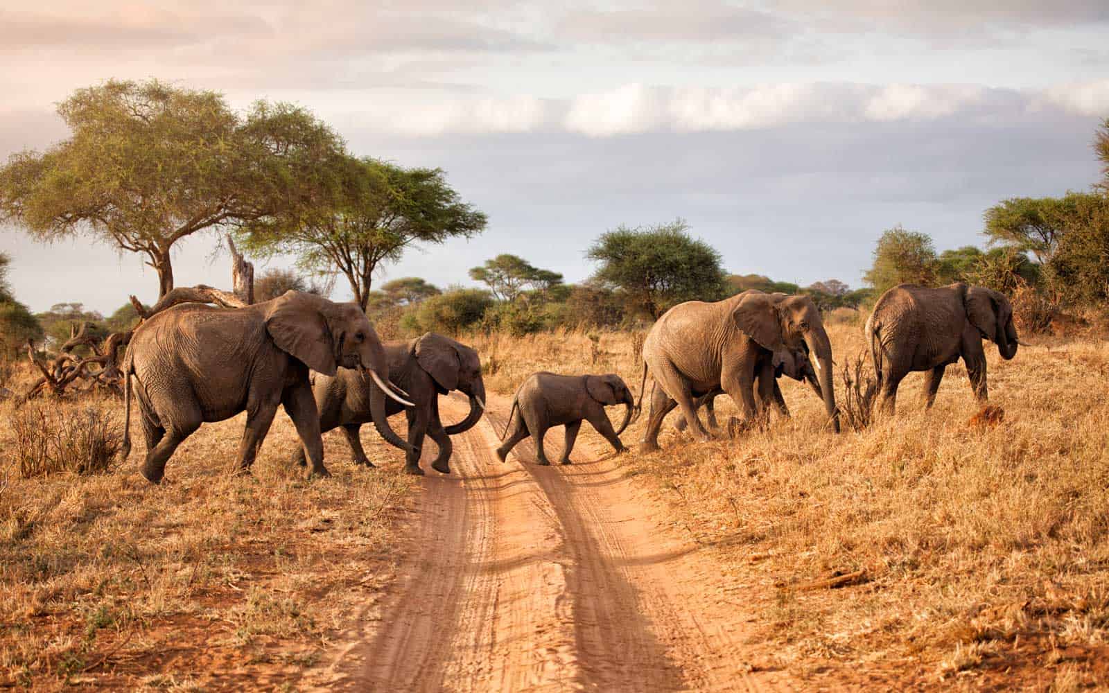 wild kenya safaris