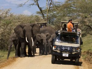 4 days Serengeti safari from Nairobi