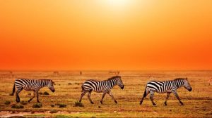 Animals to View in Serengeti