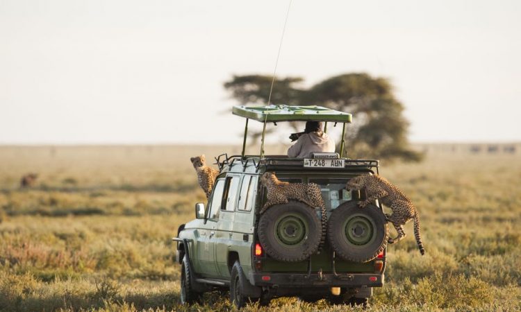 Best Serengeti Tour Operator