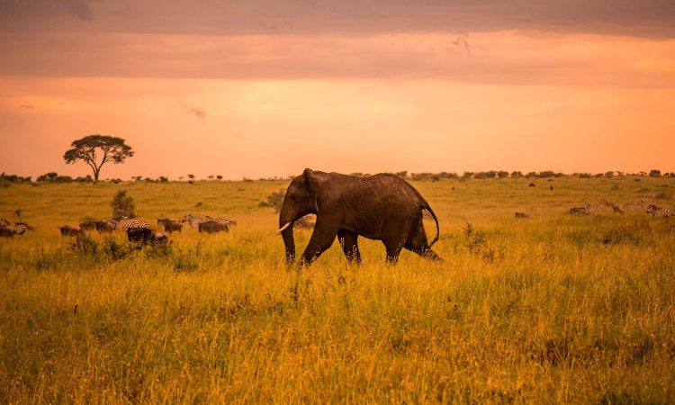 Features that make Serengeti National Park Special