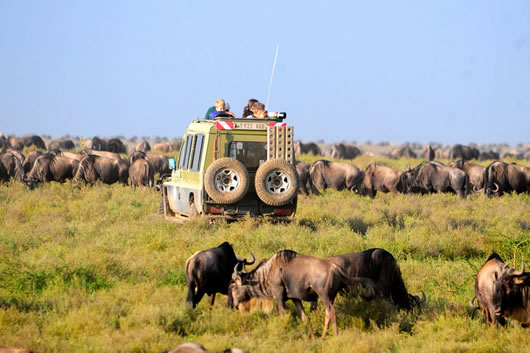 Serengeti national park tours