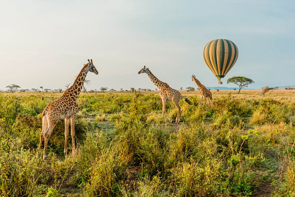 Cost of visiting Serengeti National Park