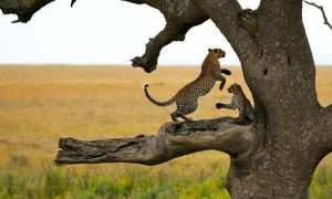 4 Days Serengeti Safari