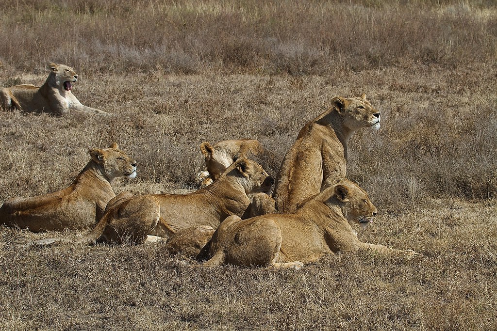 6 Days Serengeti Budget Safaris