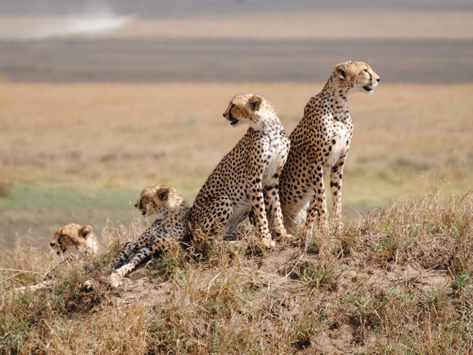3 Days Serengeti Safari
