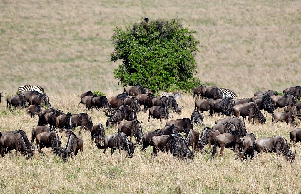Wildebeest Migration Through Mara River