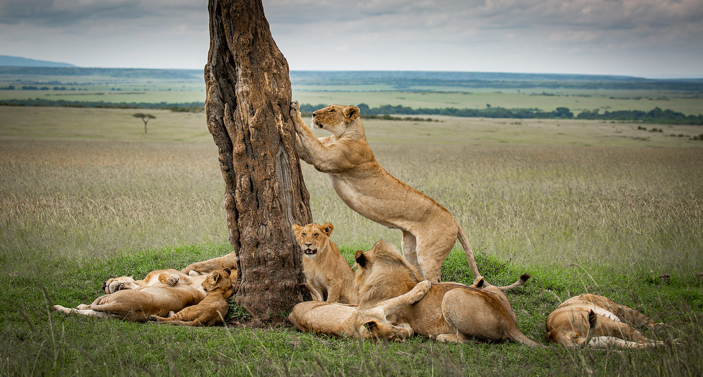 Cost of visiting Serengeti National Park