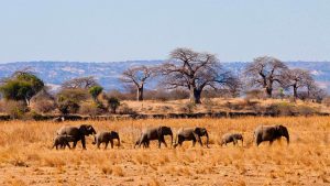 7 Days Kenya and Tanzania Safari