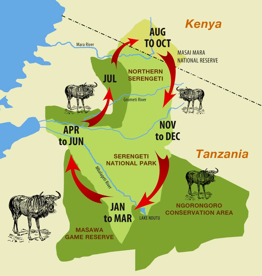 Wildebeest Migration Cycle | The great wildebeest migration