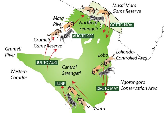 Wildebeest Migration Cycle