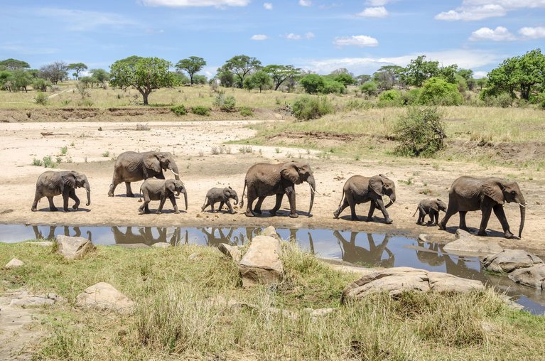 6 Days Tanzania wildlife safari