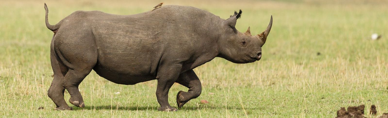 Serengeti Rhinos