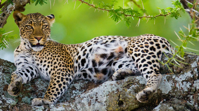 Leopards in Serengeti