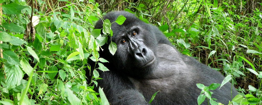Gorilla Trekking Uganda
