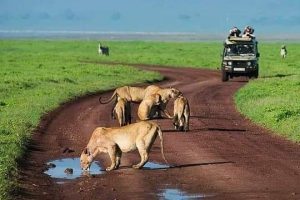 Serengeti National Park Conservation