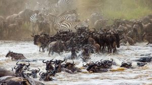 Serengeti National Park Migration time