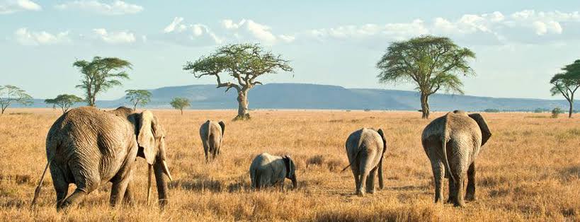 Serengeti National Park Northern part