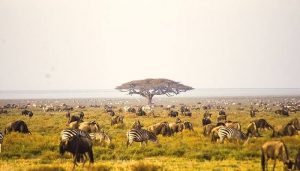 Serengeti National Park Southern part