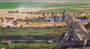 Serengeti National Park Western part