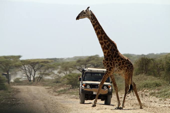 Best time to go to Serengeti National Park