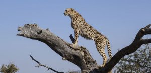 Budget Safari to Serengeti