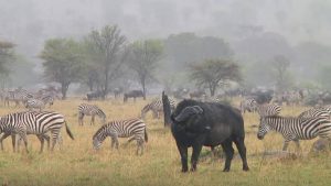 Serengeti National Park March
