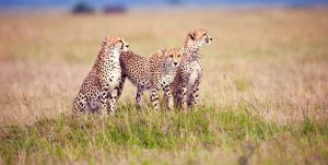 Serengeti National Park Safari Tours