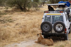 Serengeti National Park Tour