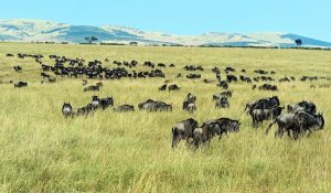 Serengeti National Park in December