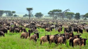 Serengeti National Park in June