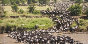Budget Safari in Serengeti