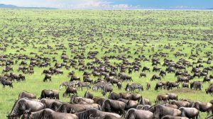 2 Days Serengeti Wildlife safari