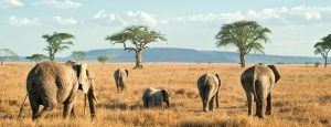 2 Days Serengeti Wildlife safari
