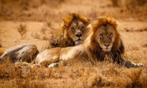 14 Days East Africa Wildlife safari