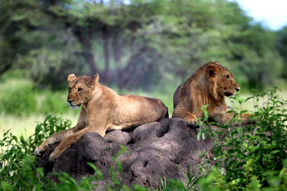 10 Days Tanzania Wildlife Safari | Tanzania Safari Tours