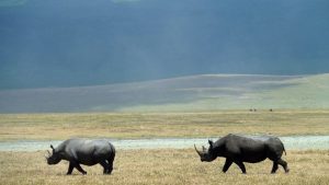 5 Days Serengeti and Ngorongoro Wildlife Safari