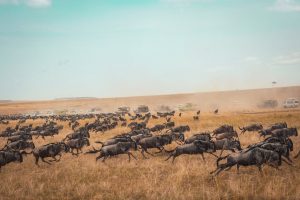 10 Facts About Serengeti National Park