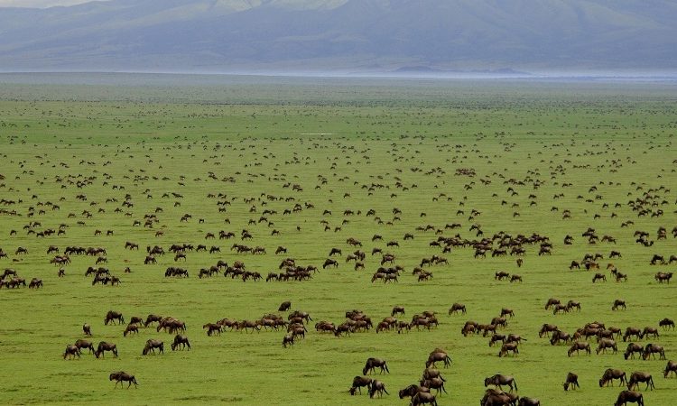 Serengeti National Park Size